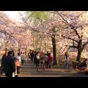 Nejoblíbenější park v Tokiu –  park Ueno - Japonsko