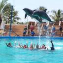 Plavání s delfíny v Dubaji – vodní park Atlantis